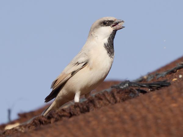 <h3><a href="/trips/marokko/biota/animalia/chordata/aves/040 passeriformes/113 passeridae/passer simplex/passer simplex-nl.html">Passer&nbsp;simplex</a> / Desert&nbsp;sparrow / Woestijnmus</h3>OM-1 Mark II met OLYMPUS M.150-400mm F4.5 TC, 1/2000 sec  bij F5.6, ISO 400, afstand 7.71&nbsp;m